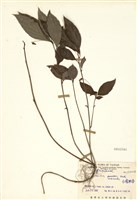 藏品(臺灣排香)的圖片